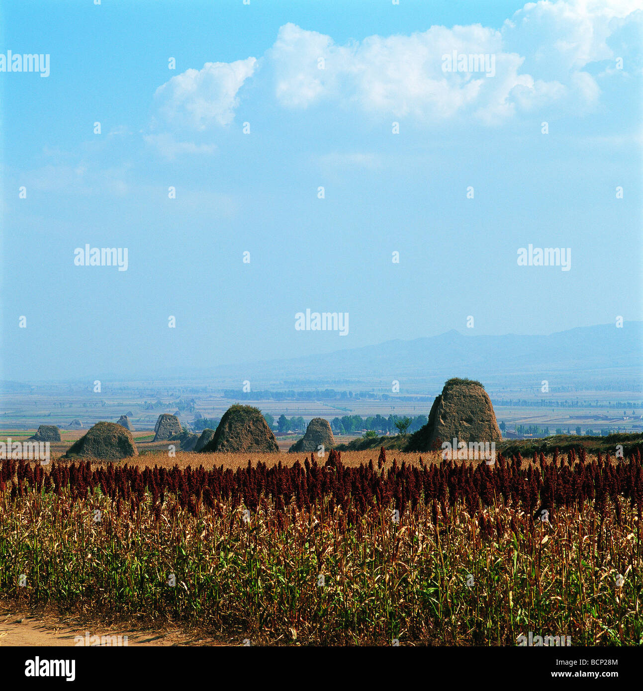 Ruins Of Great Wall In Field Of Sorghum Zhenchuankou - 