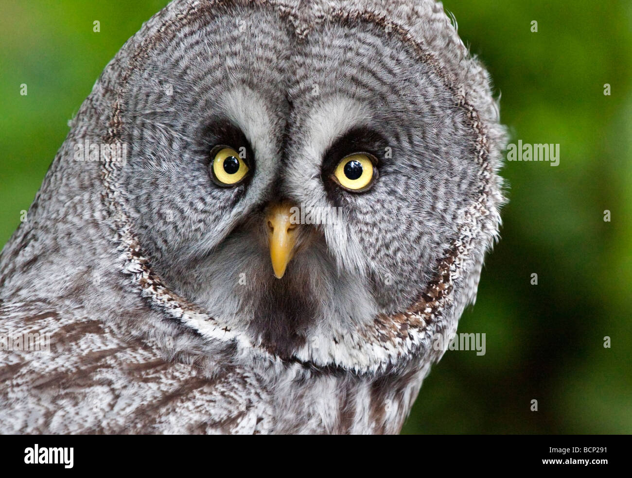 Great Grey Owl (strix nebulosa) Stock Photo