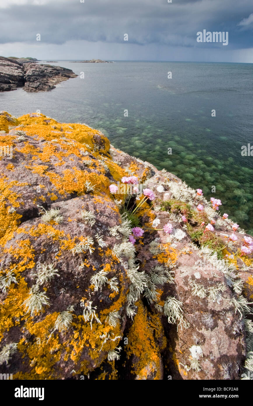 Sea Thrift (Armeria maritima) growing in coastal sandstone, Rubha nan Sasan, Loch Ewe Stock Photo