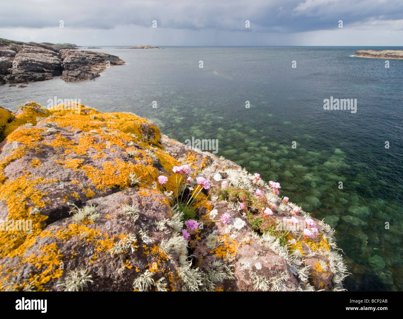 Sea Thrift growing in coastal sandstone, Rubha nan Sasan, Loch Ewe Stock Photo