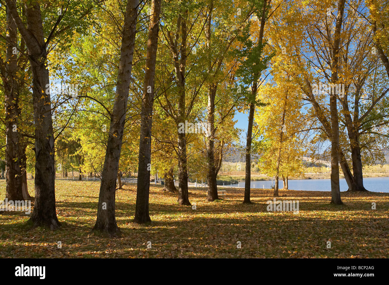 Autumn Trees at Boat Ramp Picnic Area by Khancoban Pondage Snowy Mountains Southern New South Wales Australia Stock Photo
