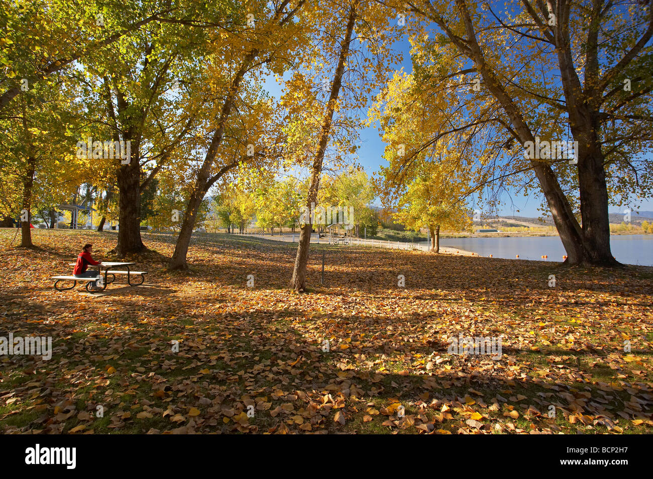 Autumn Trees at Boat Ramp Picnic Area by Khancoban Pondage Snowy Mountains Southern New South Wales Australia Stock Photo