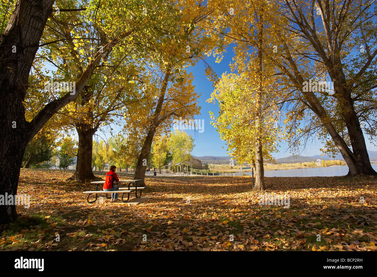 Autumn Trees at Boat Ramp Picnic Area by Khancoban Pondage Snowy Mountains Southern New South Wales Australia Stock Photo