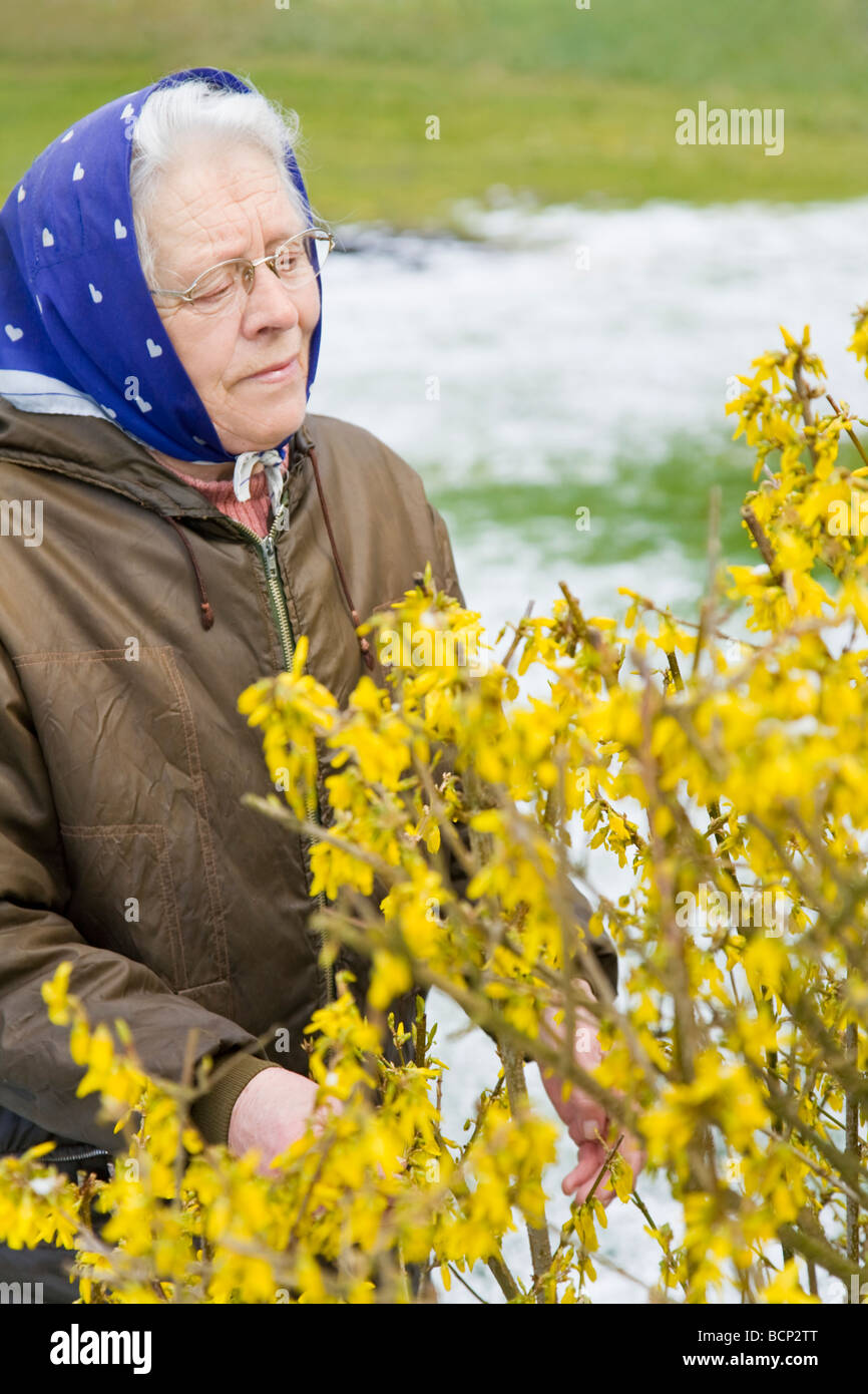 Frau in ihren Siebzigern mit Kopftuch kontrolliert die Entwicklung eines Forsythienstrauchs Forsythia auf ihrem Bauernhof Stock Photo