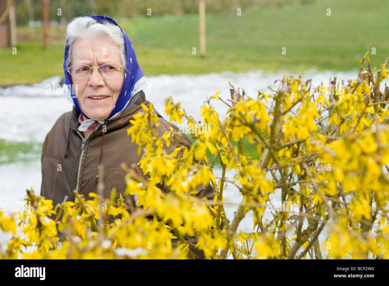 Frau in ihren Siebzigern mit Kopftuch kontrolliert die Entwicklung eines Forsythienstrauchs Forsythia auf ihrem Bauernhof Stock Photo