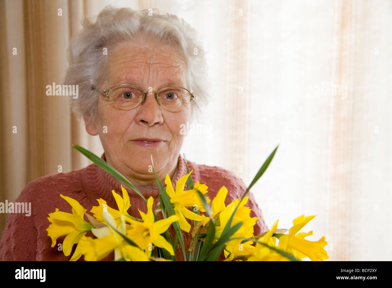 Frau in ihren Siebzigern steht im Wohnzimmer und hält einen Strauß Osterglocken Narcissus pseudonarcissus  Stock Photo