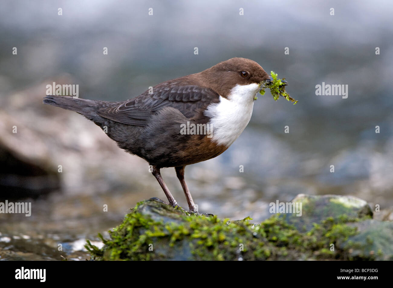 A Male Dipper (Cinclus cinclus) with nesting material in his beak. Stock Photo
