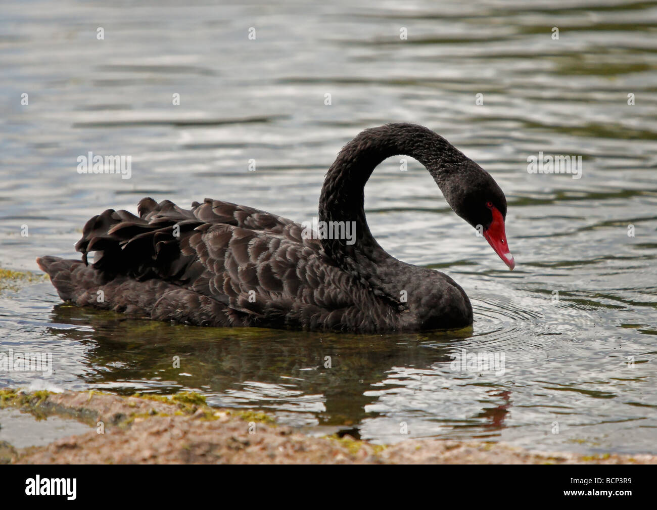 Black Swan (Cygnus atratus) Stock Photo