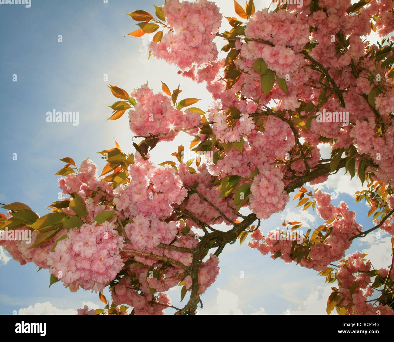 Pink flowers cherry blossoms in hi-res stock photography and images - Alamy