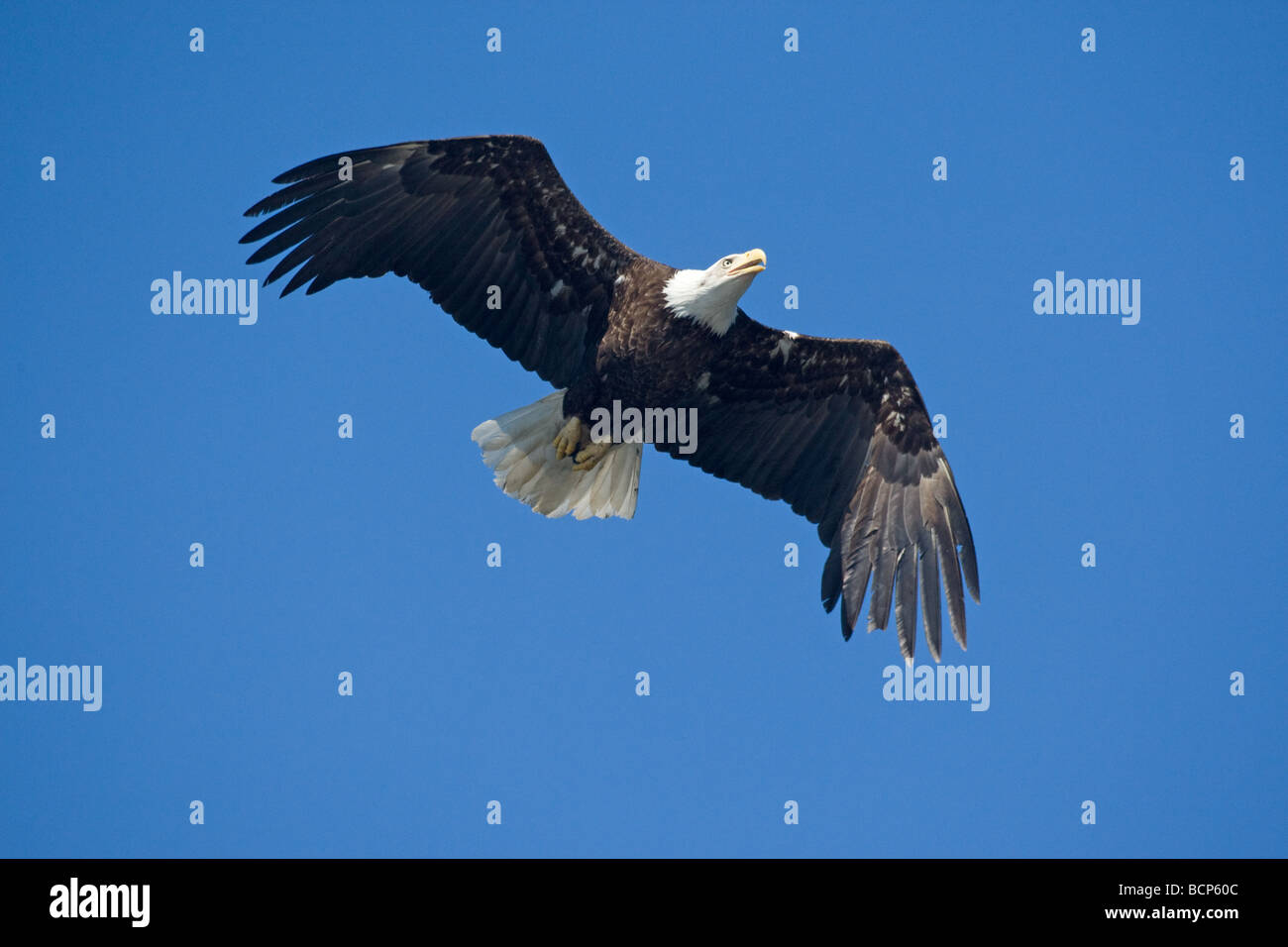 Bald Eagle in flight in blue sky, Prince Rupert, British Columbia, Canada Stock Photo