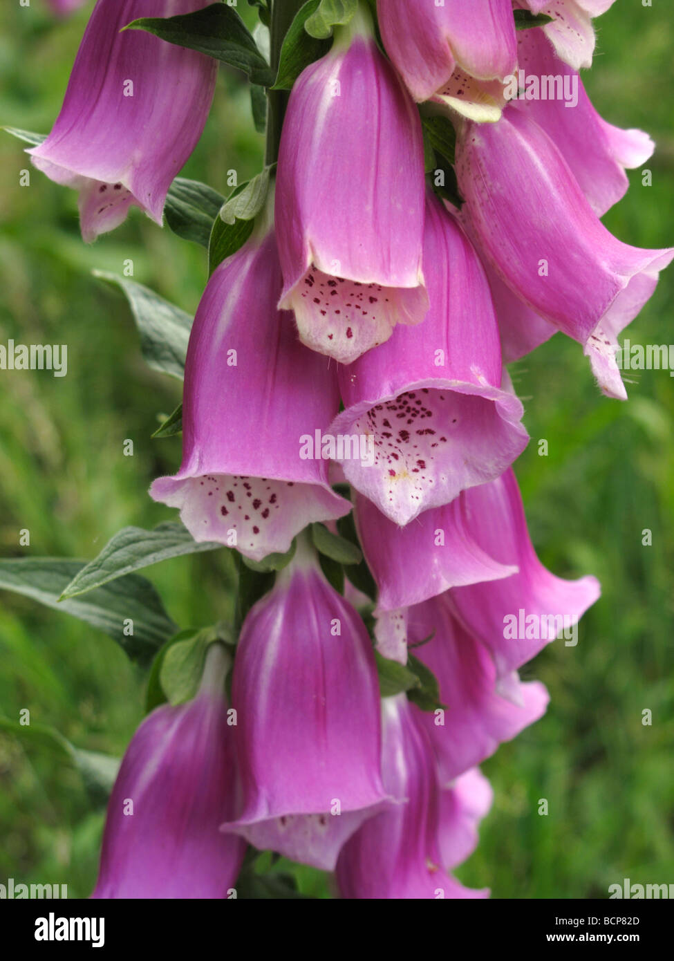 Bloody finger digitalis purpurea Stock Photo