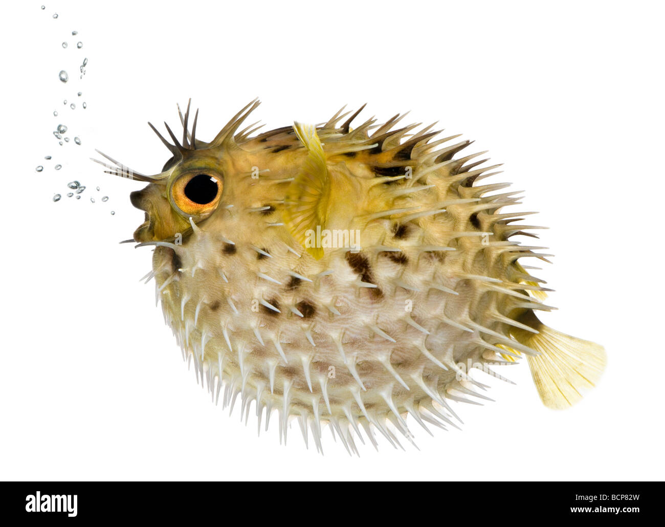 Long spine porcupinefish, also know as spiny balloonfish fish, Diodon holocanthus, in front of a white background Stock Photo