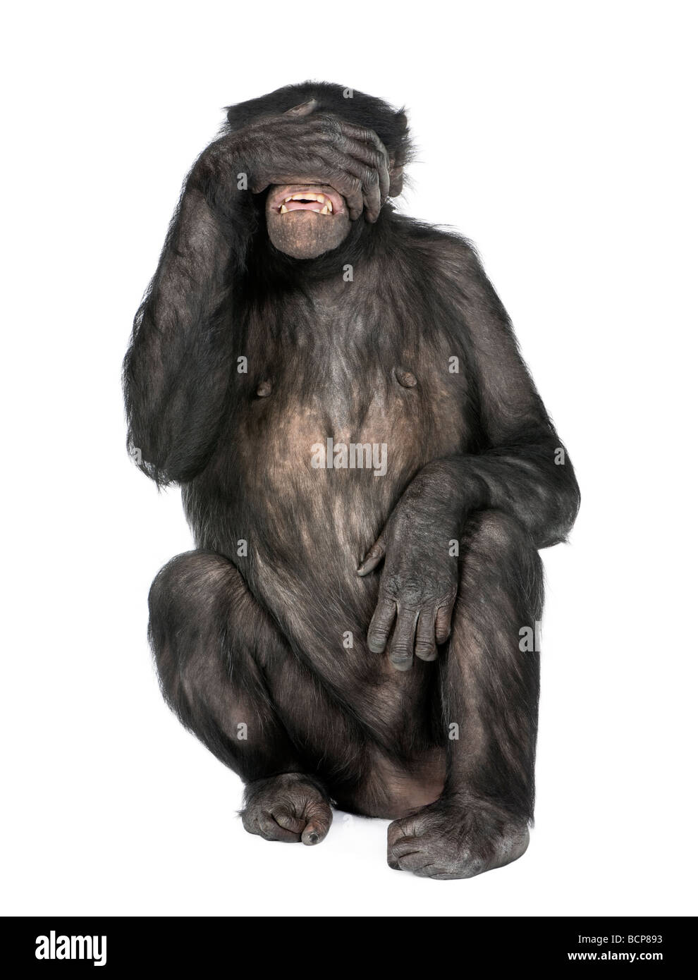 See no evil monkey, Mixed Breed between Chimpanzee and Bonobo, 20 years old, in front of a white background Stock Photo