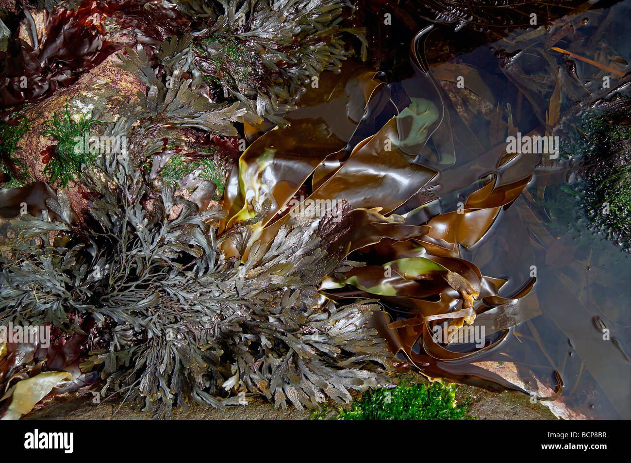 kelp fronds and bladderwrack seaweed in rock pool Stock Photo Alamy