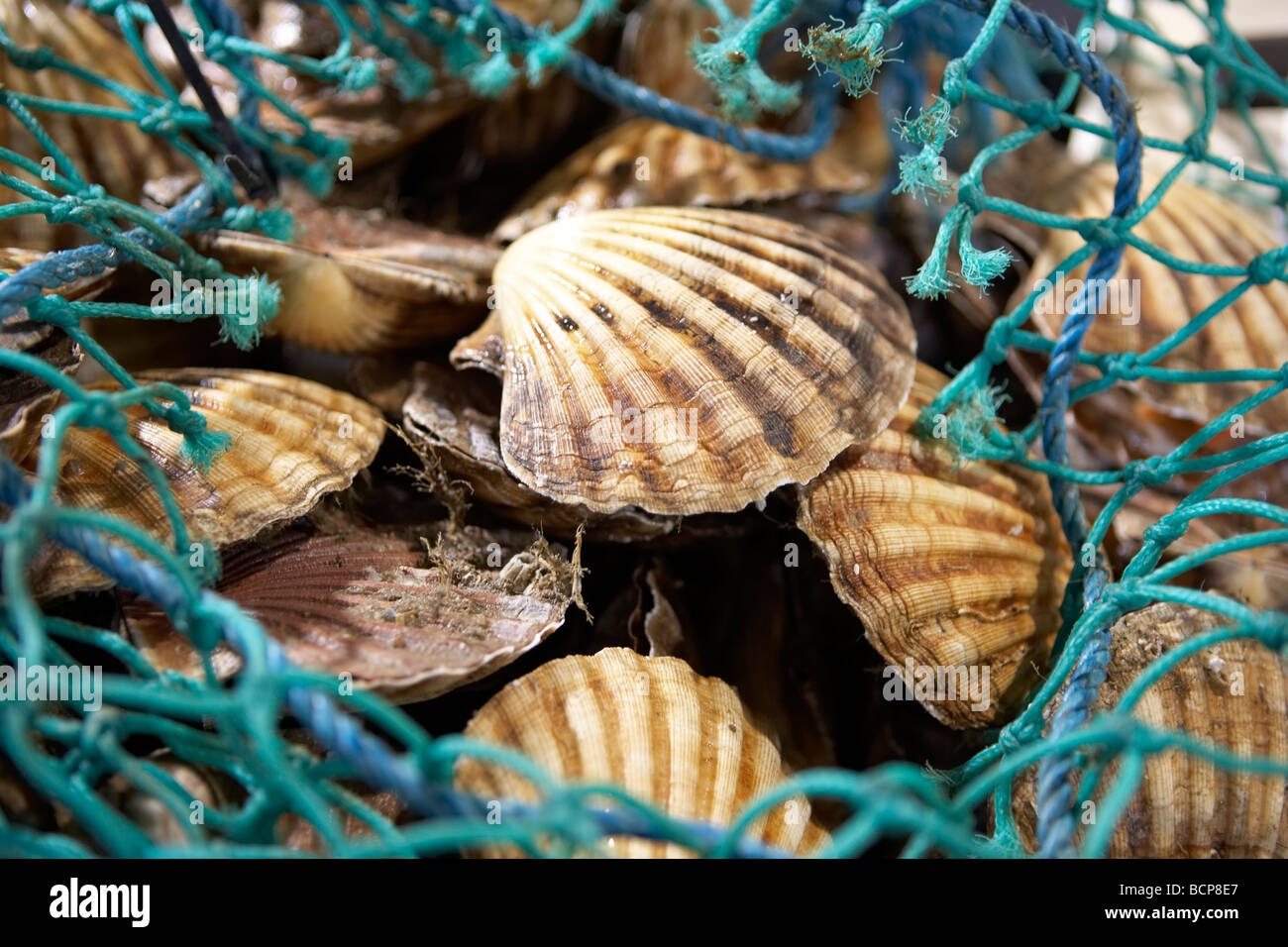 Clams on display for sale on a market stall Stock Photo Alamy