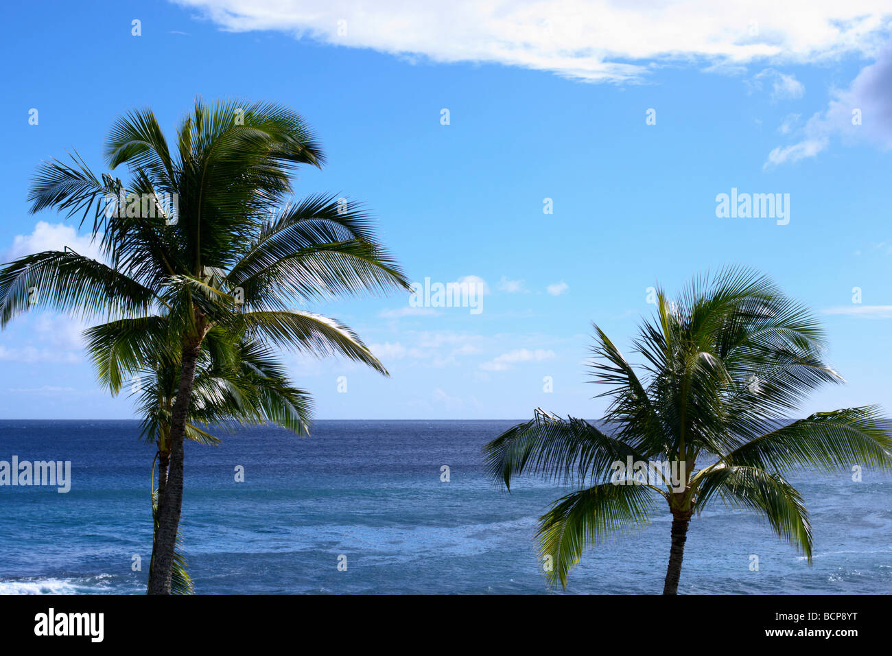 Two coconut palms Hawaii Stock Photo Alamy