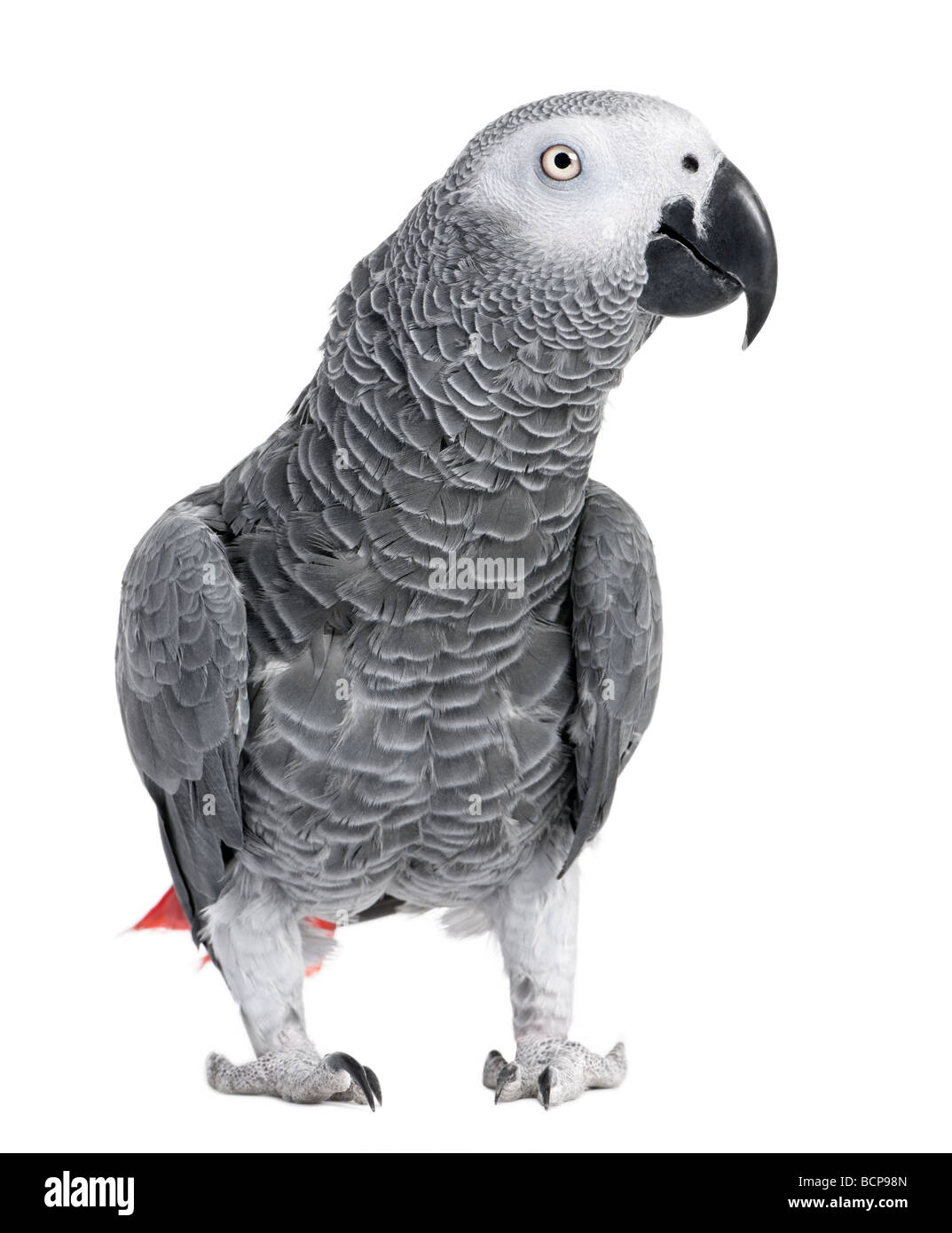 African grey parrot, Psittacus erithacus, standing in front of white background, studio shot Stock Photo