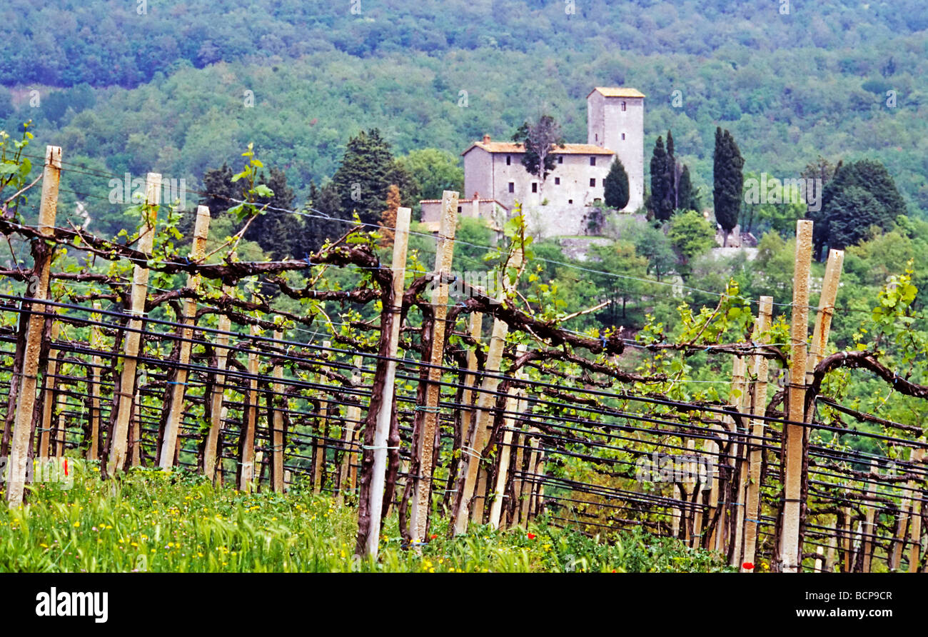 vineyard toscana italy weinberg toskana italien Stock Photo