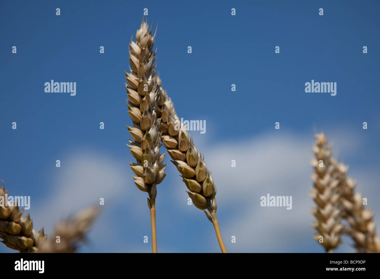 Wheaten frm a cornfield in Radebeul near Dresden in Saxony/ Germany. Stock Photo