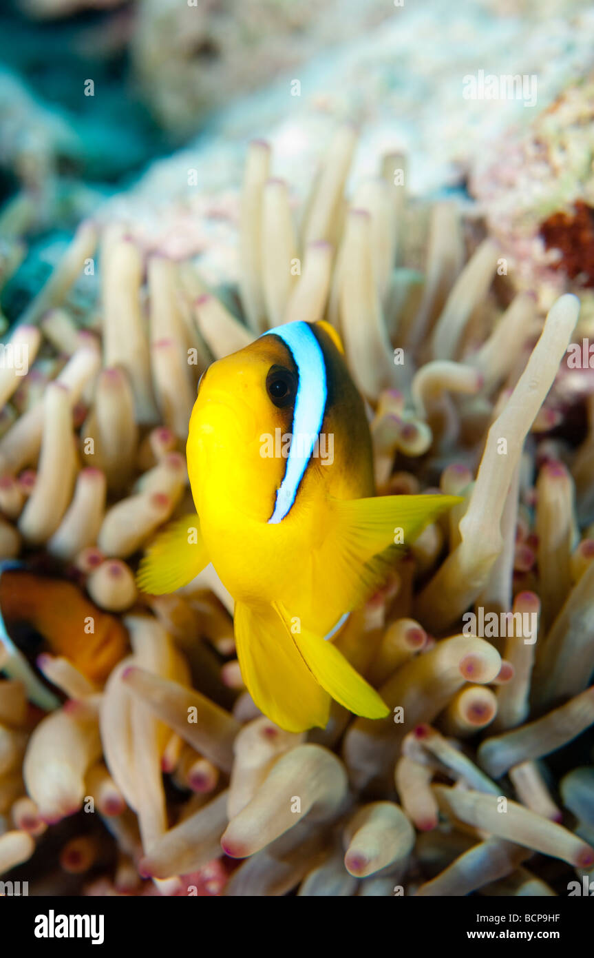 Anemone fish or clown fish stay close to the anemone as a means of protection from predators. Stock Photo