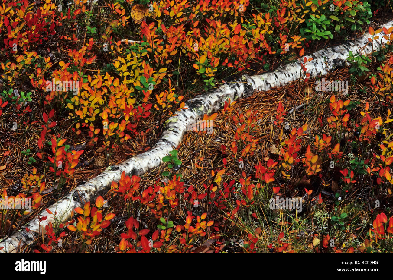 Birkenstamm und buntes Heidekraut Lappland Schweden birch trunk colored heather lapland sweden Stock Photo