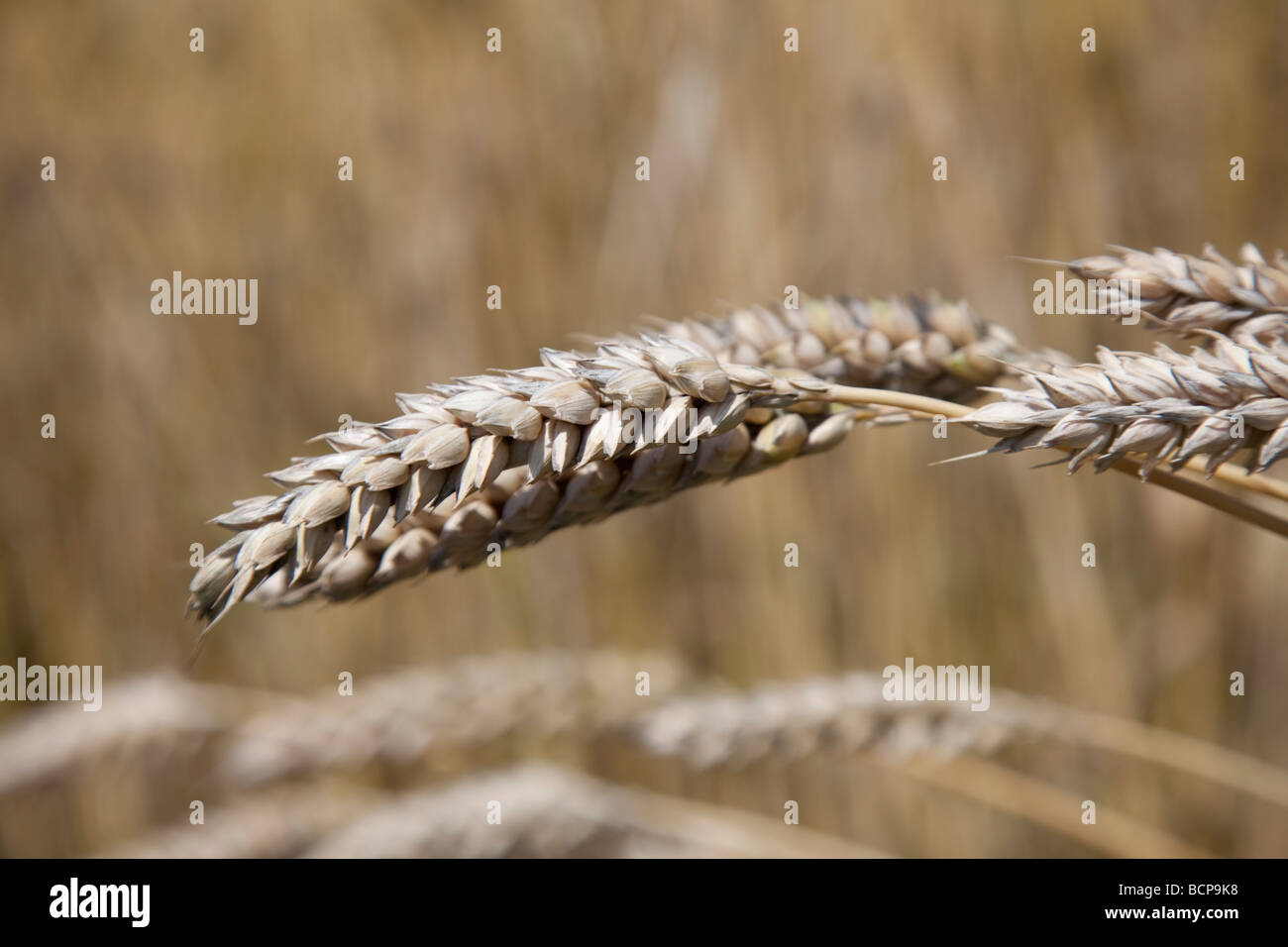 Part of a cornfield. Wheaten ear. Stock Photo