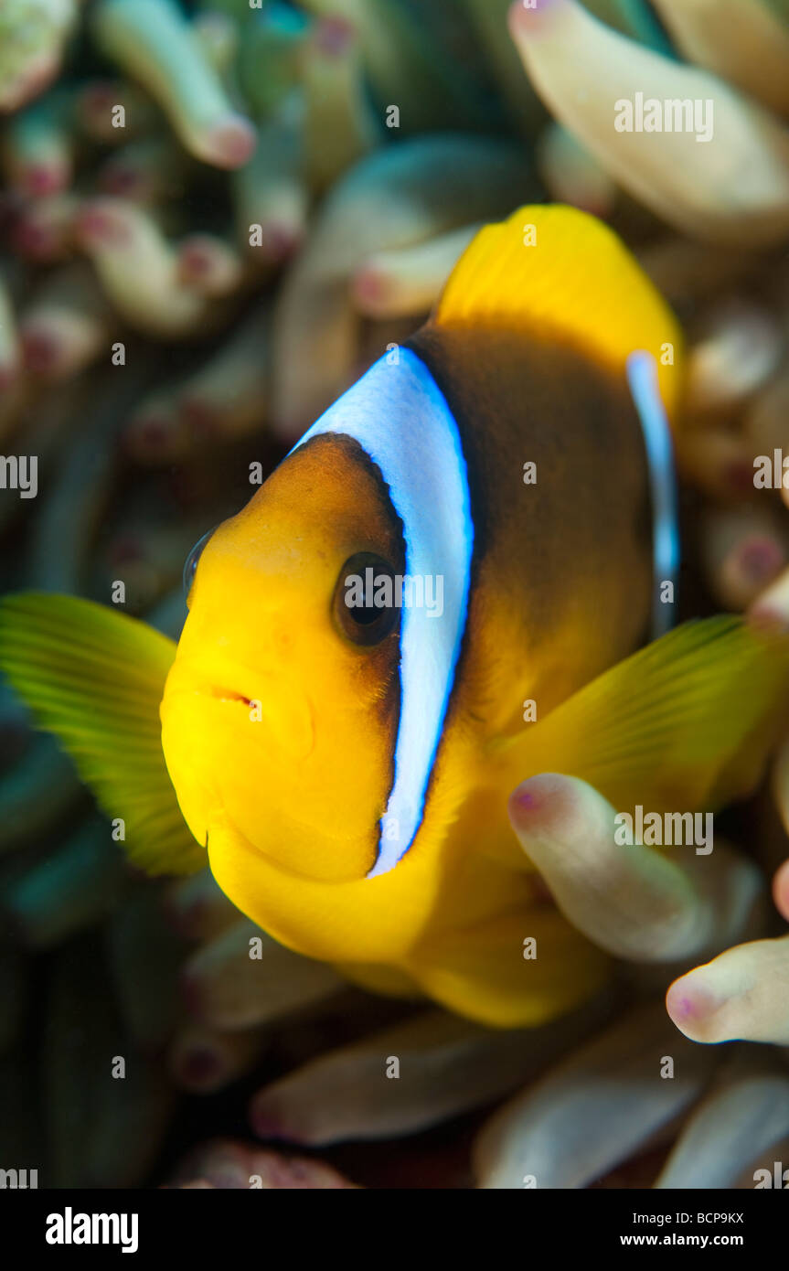 Anemone fish or clown fish stay close to the anemone as a means of protection from predators. Stock Photo