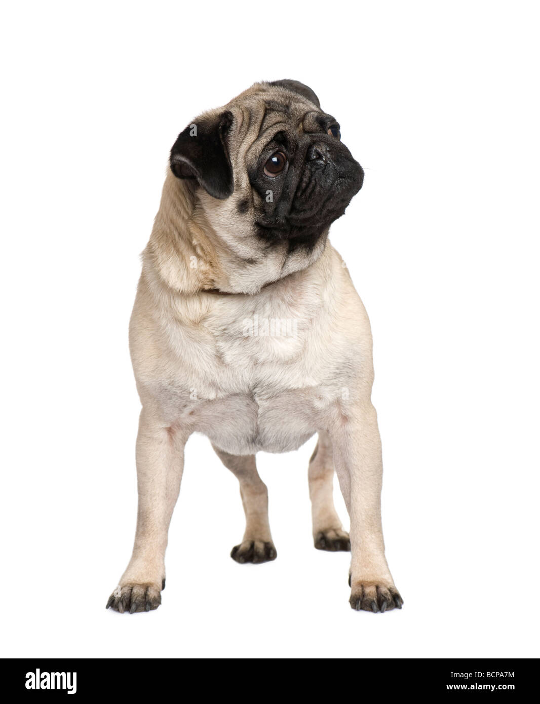 Pug in front of white background, studio shot Stock Photo