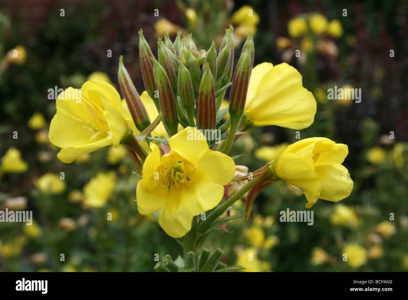 Small-flowered Evening-primrose Oenothera cambrica Taken In Croxteth Hall Walled Garden, Liverpool, England, UK Stock Photo