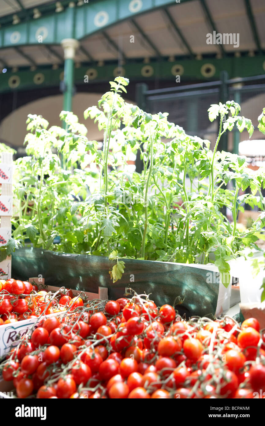Cherry tomatoes on the vine on sale in a market Stock Photo - Alamy