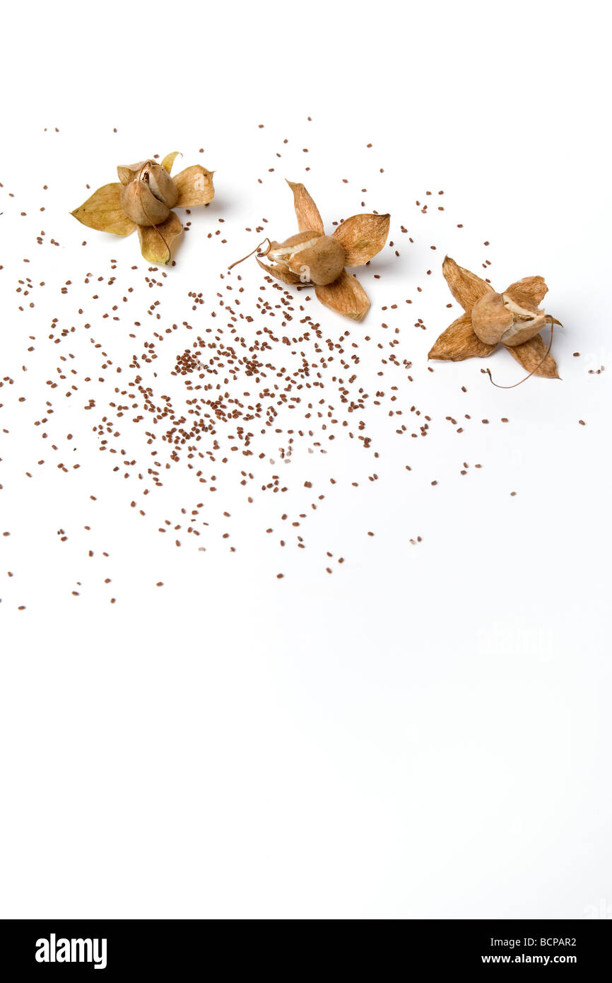 Dried digitalis seedheads with seed Stock Photo