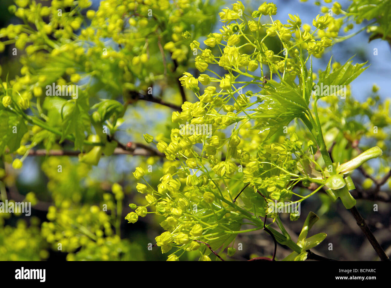 Ahornblüte flowering of maple tree 03 Stock Photo