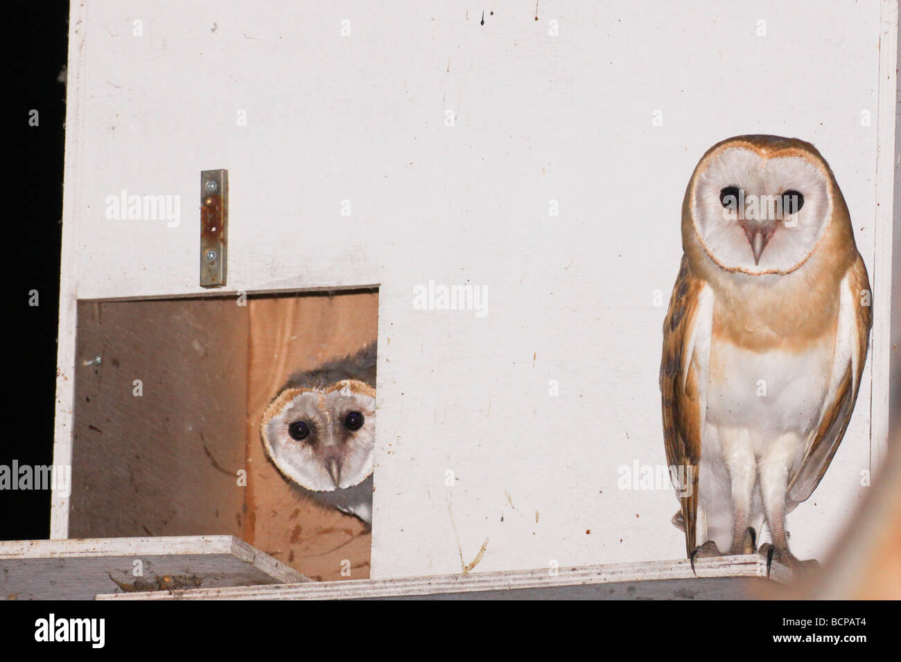 Israel Barn Owl Tyto alba coop in the fields Stock Photo