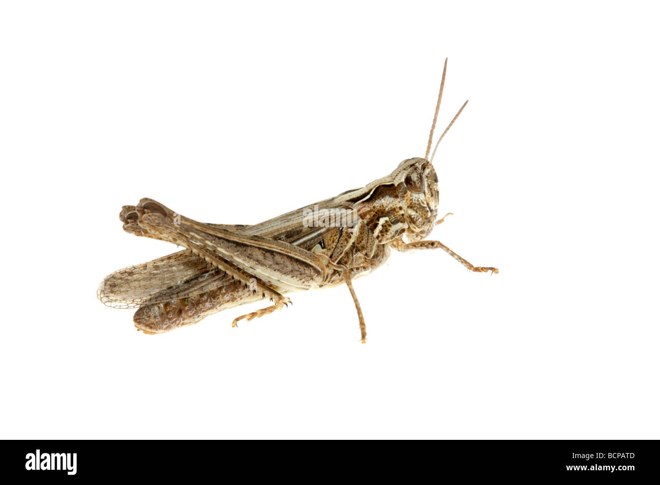 Common field grasshopper Chorthippus brunneus Stock Photo