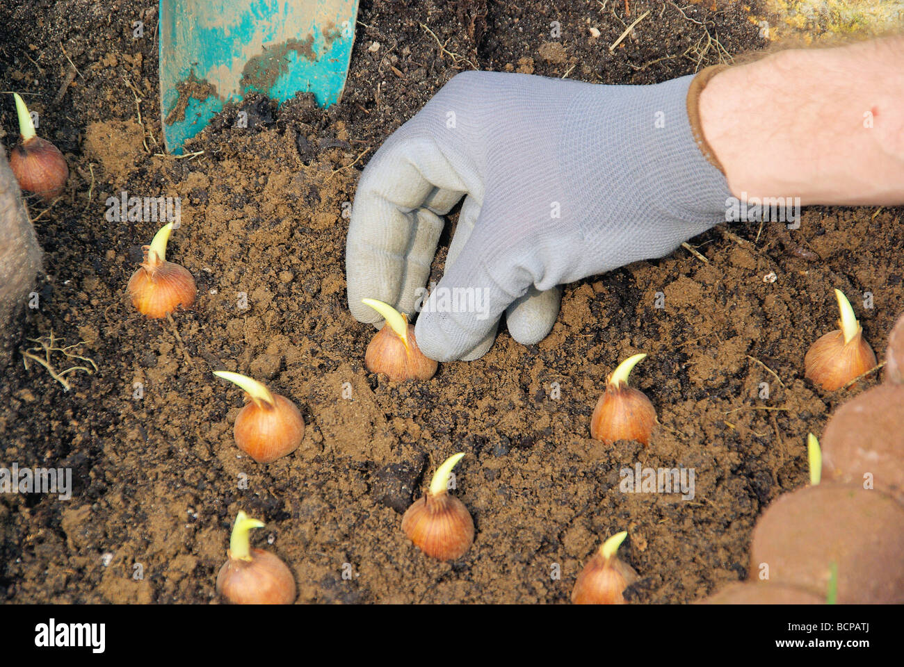 Zwiebel Stecken Bulb Planting 12 Stock Photo 25077714 Alamy