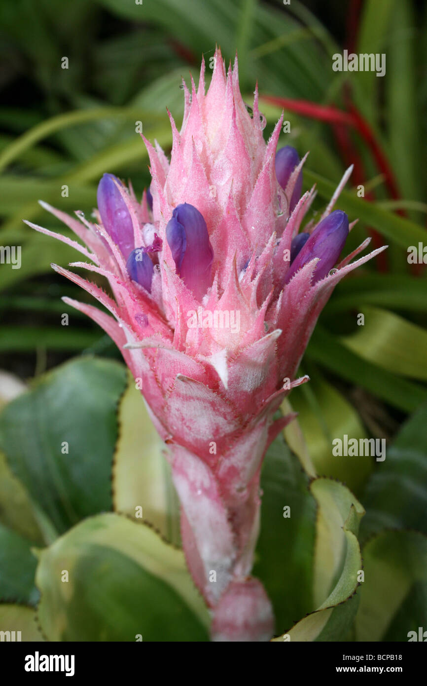 Silver pink flower High Resolution Stock Photography and Images Alamy
