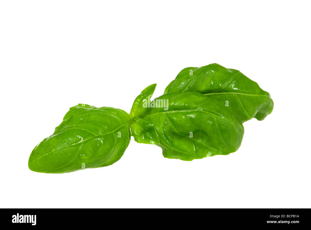 Basilikum basil 13 Stock Photo Alamy