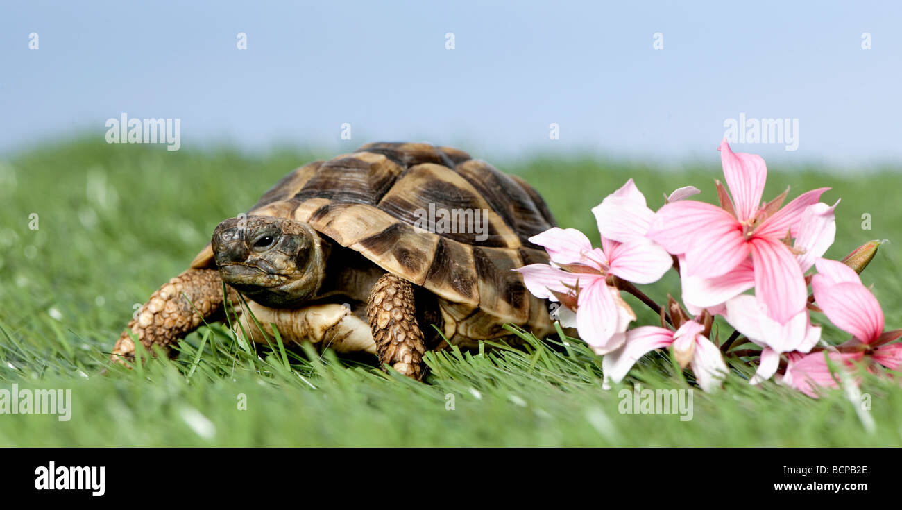Turtle on grass against a blue sky, studio shot Stock Photo