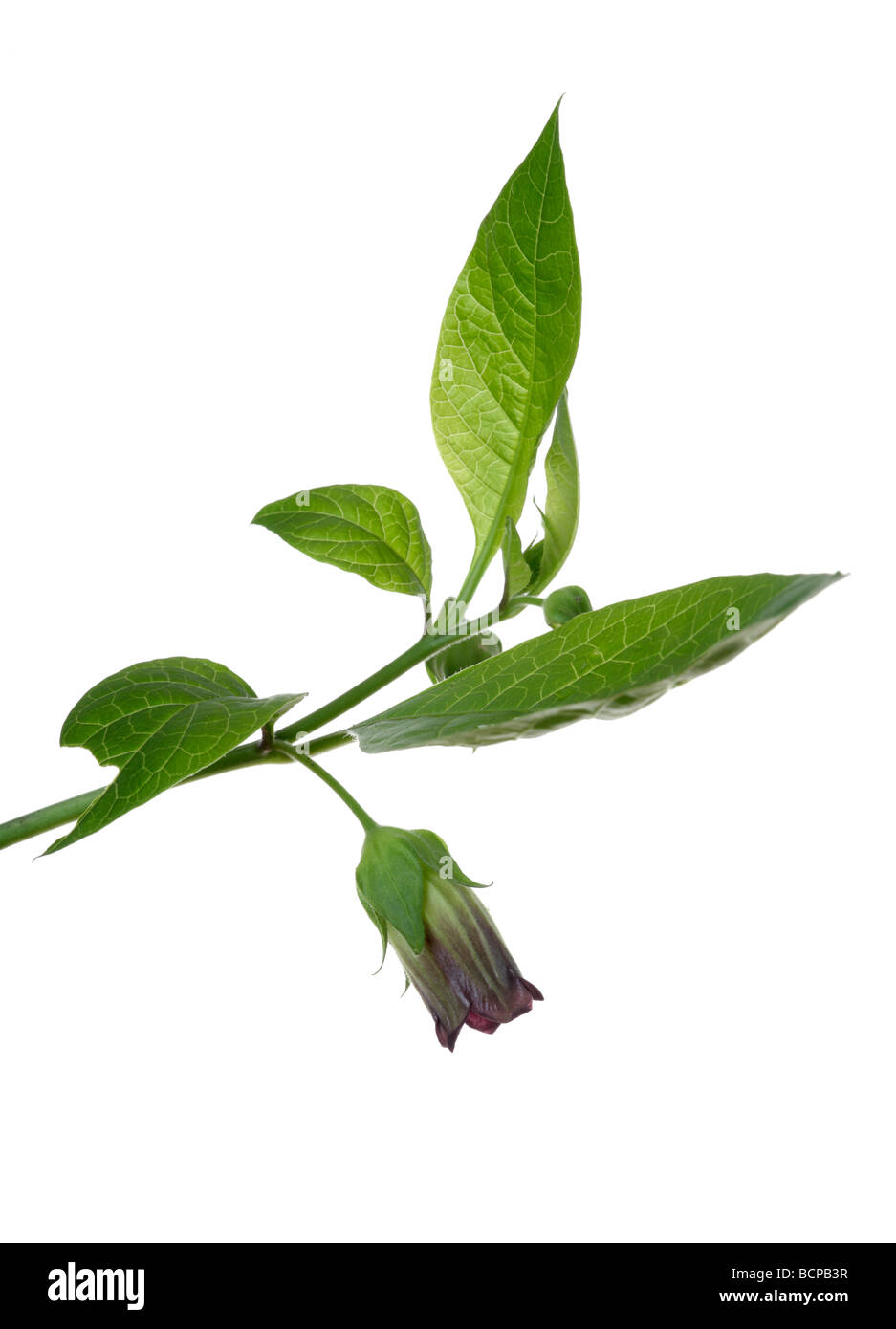 Deadly Nightshade belladonna flower Stock Photo