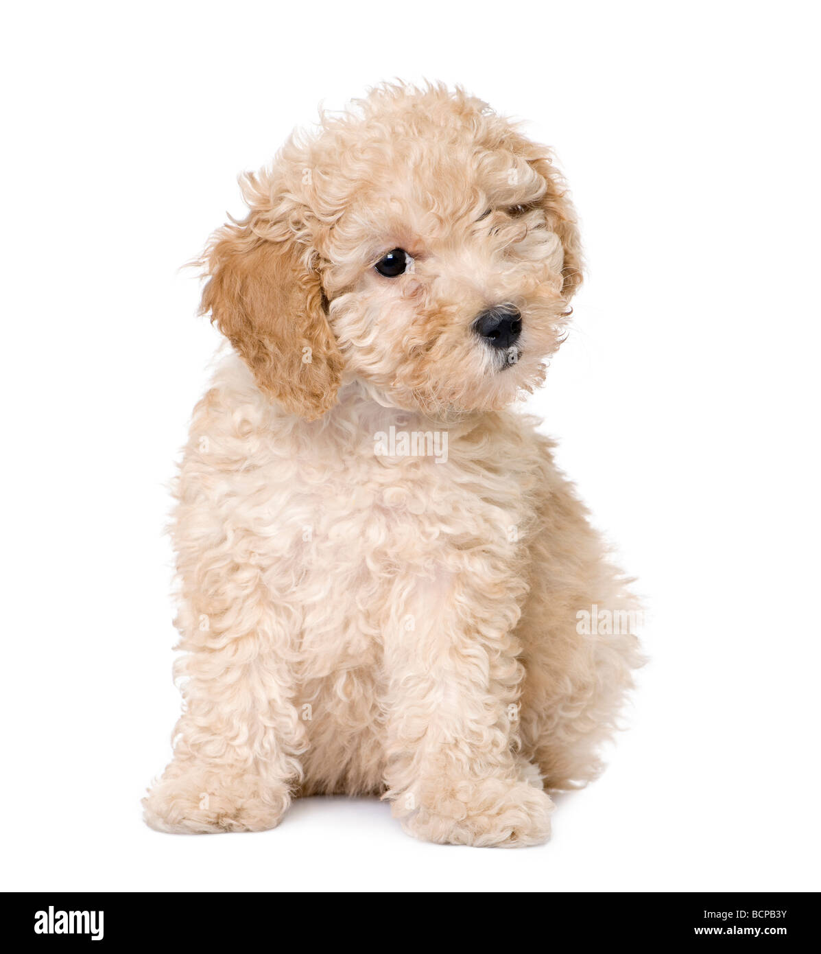 Apricot toy Poodle puppy siting, 9 weeks old, in front of a white background, studio shot Stock Photo