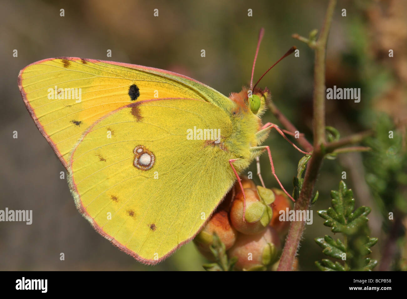 Dark Clouded Yellow or Common Clouded Yellow Colias croceus Stock Photo