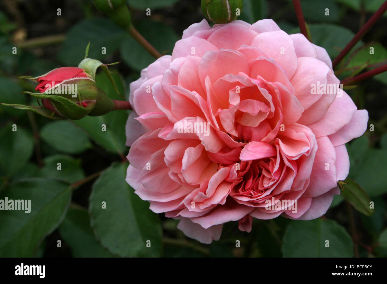 Pink ‘Anne Boleyn’ Rose Flower Taken In Croxteth Hall Walled