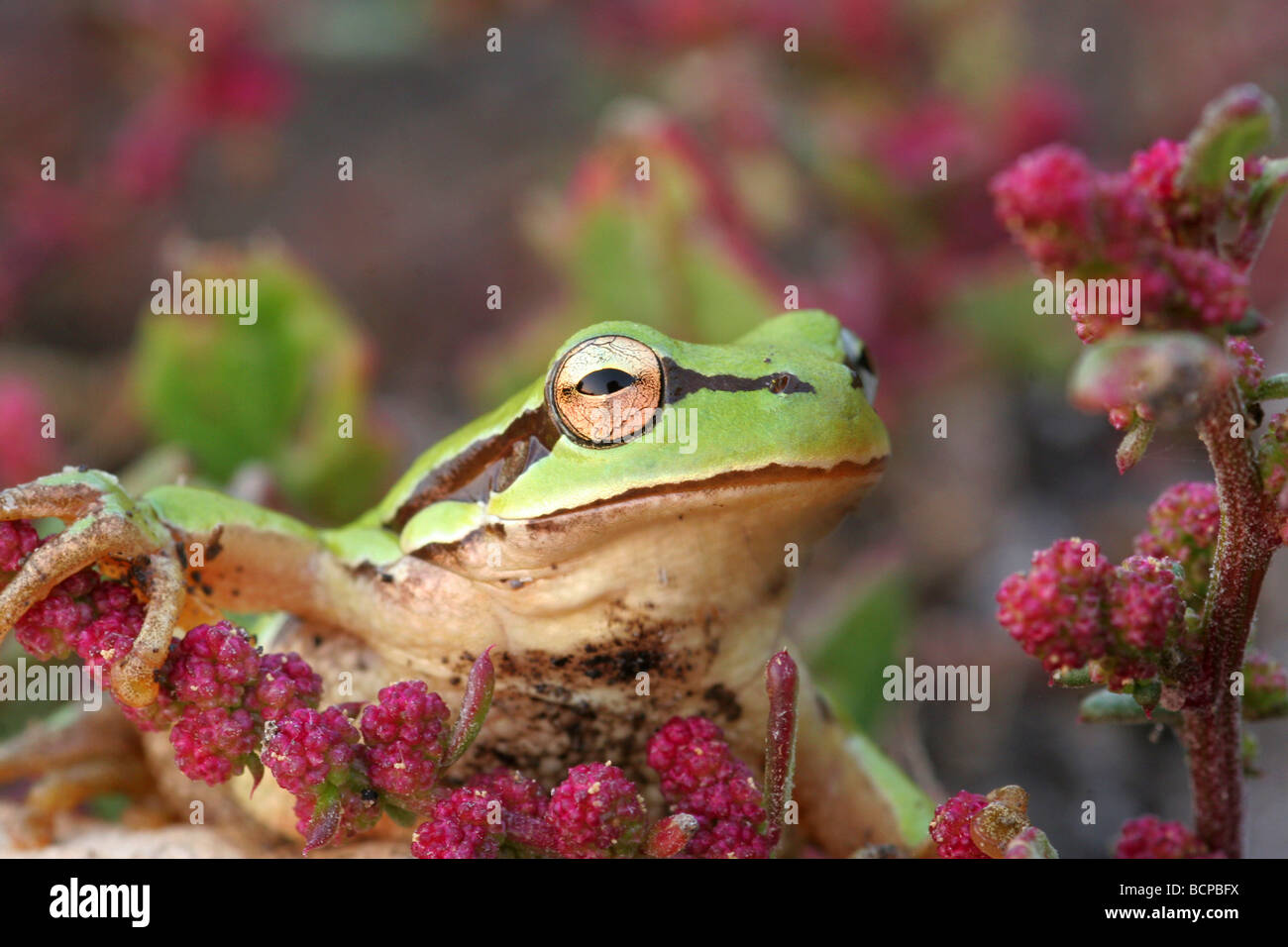 Green tree frog Hyla savignyi Stock Photo