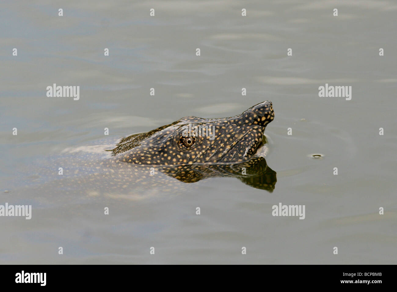 Striped neck terrapin Mauremys caspica submerged in water Stock Photo