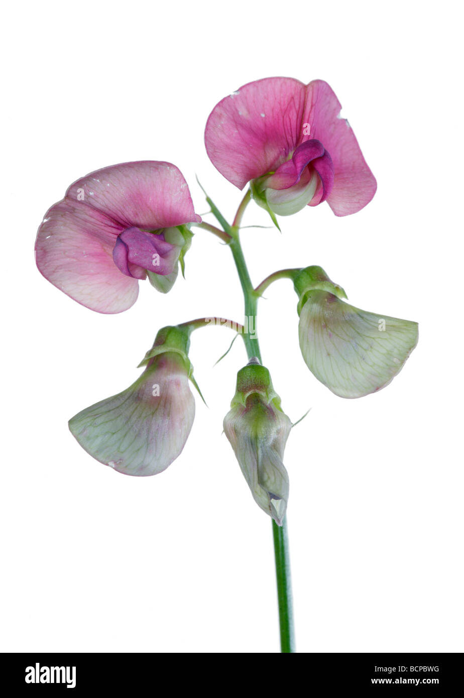 Lathyrus sylvestris wild sweet pea flower Stock Photo