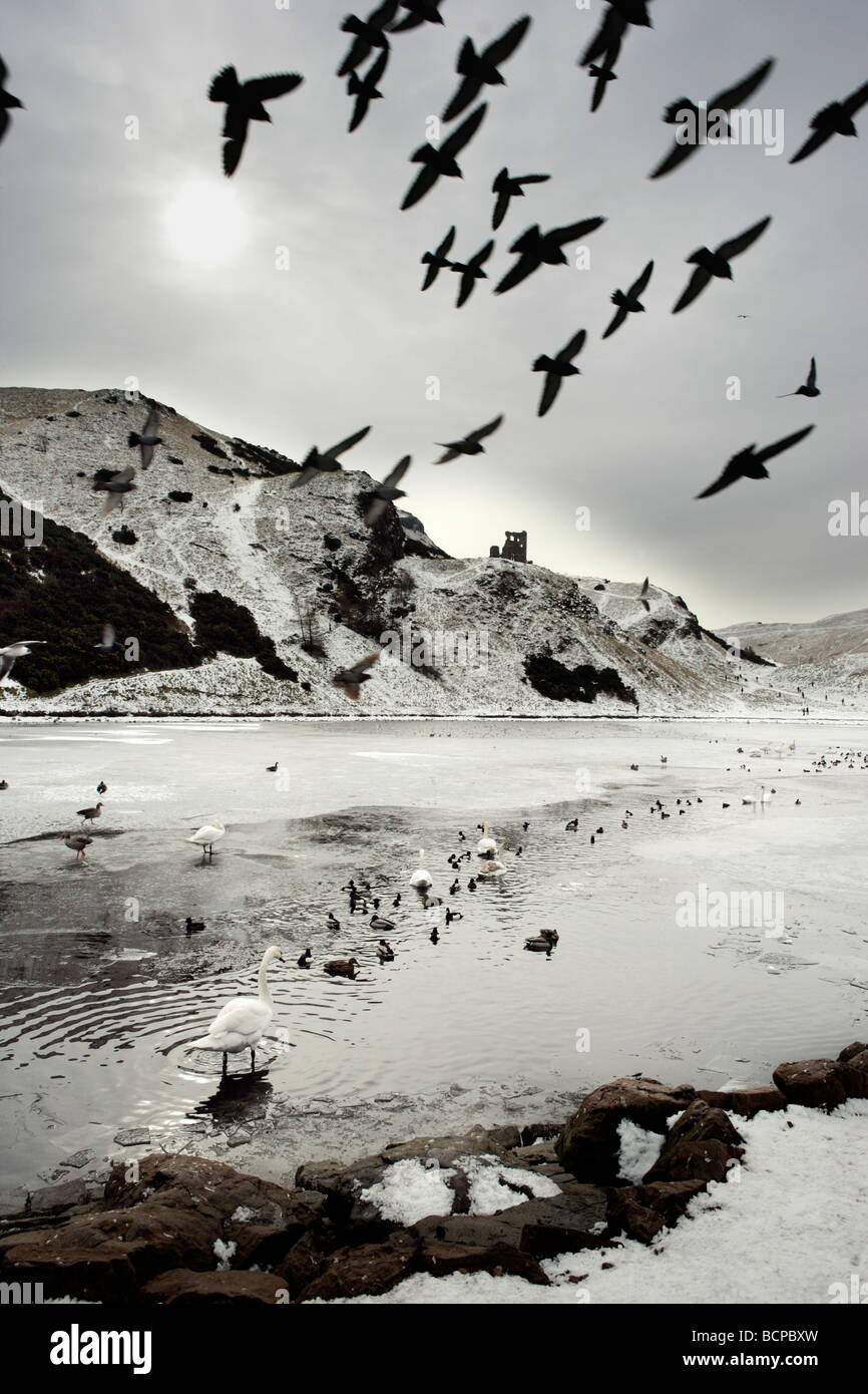 WINTER BIRDS FLYING OVER HOLYROOD PARK EDINBURGH Stock Photo