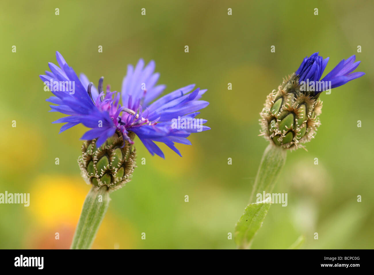 Syrian Cornflower thistle or Knapweed Centaurea cyanoides Stock Photo