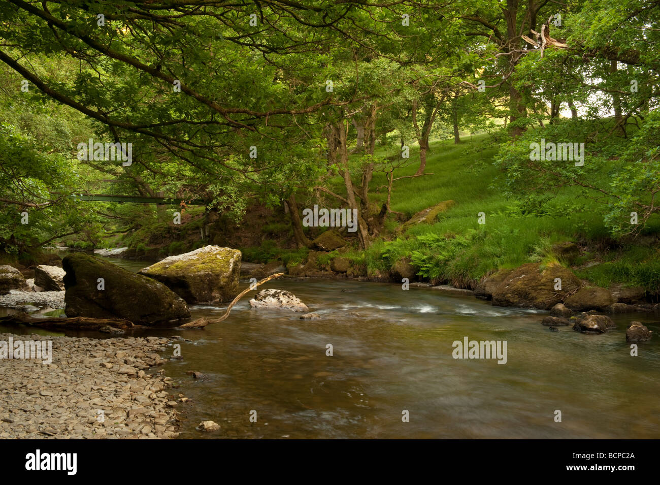 River Wye flowing through old oak woods summer evening Powys Wales UK Stock Photo