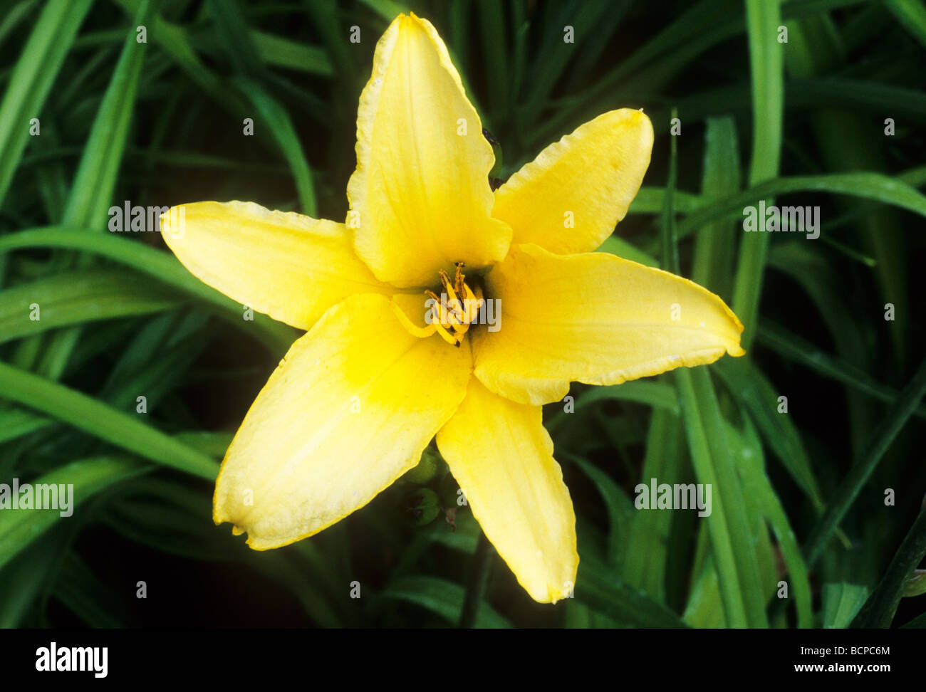 Hemerocallis 'Tetrina's Daughter' yellow day lily daylily flower flowers garden plant plants Stock Photo