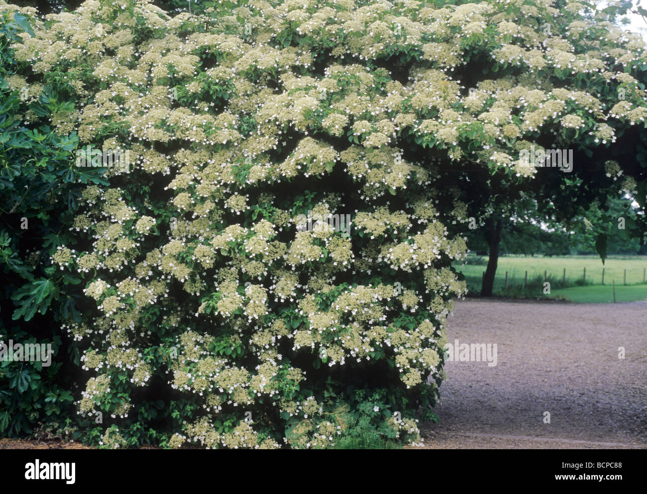 Hydrangea petiolaris climbing wall arch climber garden plant plants white flower flowers Stock Photo